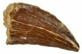 Serrated, Raptor Tooth - Real Dinosaur Tooth #273085-1
